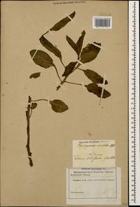 Physochlaina orientalis (M. Bieb.) G. Don, Caucasus (no precise locality) (K0)