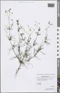 Spergula arvensis L., Eastern Europe, Eastern region (E10) (Russia)