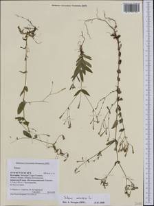 Atocion armeria (L.) Fourr., Western Europe (EUR) (Bulgaria)