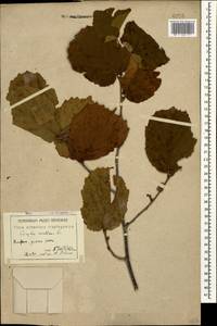 Corylus avellana L., Caucasus, Armenia (K5) (Armenia)