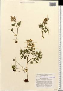 Corydalis tarkiensis Prokh., Caucasus, Dagestan (K2) (Russia)