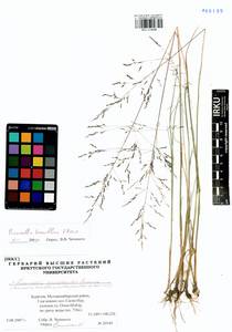 Puccinellia tenuiflora (Griseb.) Scribn. & Merr., Siberia, Baikal & Transbaikal region (S4) (Russia)