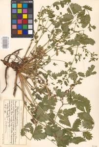 Potentilla supina L., Eastern Europe, Moscow region (E4a) (Russia)