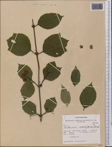 Viburnum edule (Michx.) Raf., America (AMER) (United States)