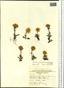 Tephroseris integrifolia subsp. atropurpurea (Ledeb.) B. Nord., Siberia, Chukotka & Kamchatka (S7) (Russia)