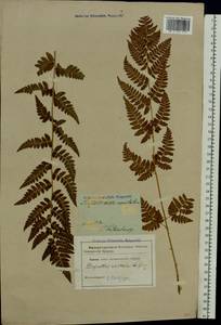 Dryopteris cristata (L.) A. Gray, Eastern Europe, North-Western region (E2) (Russia)