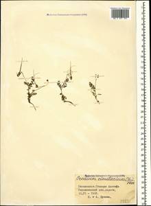 Erodium cicutarium (L.) L'Hér., Caucasus, Azerbaijan (K6) (Azerbaijan)