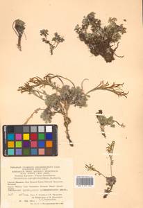 Christolea parryoides (Cham.) N. Busch, Siberia, Chukotka & Kamchatka (S7) (Russia)