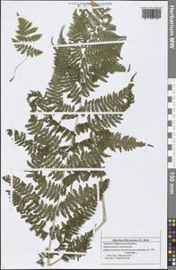 Athyrium filix-femina (L.) Roth, Eastern Europe, Middle Volga region (E8) (Russia)