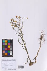 Crepis tectorum L., Eastern Europe, Moscow region (E4a) (Russia)