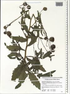 Cirsium arvense (L.) Scop., Siberia, Baikal & Transbaikal region (S4) (Russia)