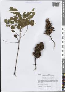 Glycyrrhiza uralensis Fisch. ex DC., Siberia, Baikal & Transbaikal region (S4) (Russia)