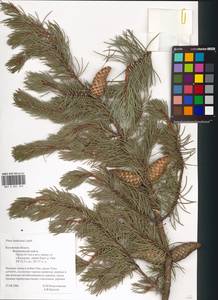 Pinus banksiana Lamb., Eastern Europe, Central region (E4) (Russia)