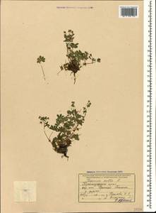 Geranium molle L., Caucasus, Krasnodar Krai & Adygea (K1a) (Russia)