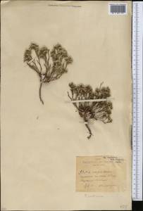 Limonium caspium (Willd.) Gams, Middle Asia, Northern & Central Kazakhstan (M10) (Kazakhstan)