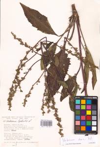 MHA 0 158 891, Verbascum chaixii Vill., Eastern Europe, South Ukrainian region (E12) (Ukraine)