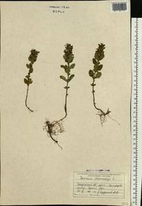 Teucrium chamaedrys L., Eastern Europe, West Ukrainian region (E13) (Ukraine)