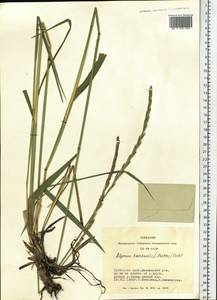 Elymus uralensis (Nevski) Tzvelev, Siberia, Altai & Sayany Mountains (S2) (Russia)