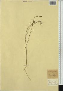 Thymelaea passerina (L.) Coss. & Germ., Western Europe (EUR) (France)