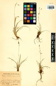 Carex ledebouriana C.A.Mey. ex Trevir., Siberia, Baikal & Transbaikal region (S4) (Russia)