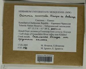 Grimmia anomala Hampe ex Schimp., Bryophytes, Bryophytes - North Caucasus & Ciscaucasia (B12) (Russia)