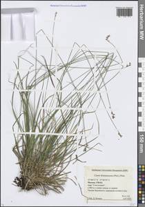Carex brunnescens (Pers.) Poir., Eastern Europe, Moscow region (E4a) (Russia)