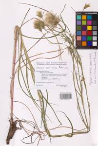 Tragopogon podolicus Besser ex DC., Eastern Europe, Central forest-and-steppe region (E6) (Russia)