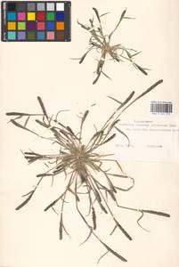 Sporobolus alopecuroides (Piller & Mitterp.) P.M.Peterson, Eastern Europe, Moscow region (E4a) (Russia)