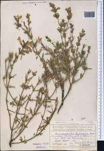 Dracocephalum bipinnatum Rupr., Middle Asia, Northern & Central Tian Shan (M4) (Kazakhstan)