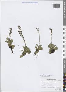 Micranthes calycina (Sternb.) Gornall & H. Ohba, Siberia, Chukotka & Kamchatka (S7) (Russia)