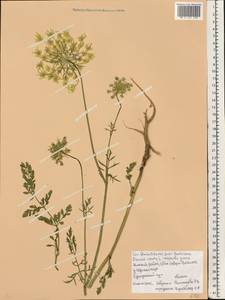 Daucus carota L., Eastern Europe, Belarus (E3a) (Belarus)