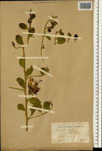 Capparis spinosa, South Asia, South Asia (Asia outside ex-Soviet states and Mongolia) (ASIA) (Turkey)