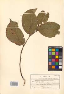 Ulmus macrocarpa Hance, Siberia, Russian Far East (S6) (Russia)