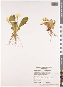 Primula vulgaris subsp. vulgaris, Western Europe (EUR) (France)