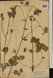 Aquilegia vulgaris L., Western Europe (EUR) (Austria)