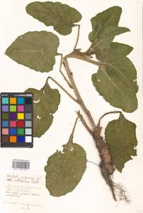 Beta vulgaris L., Eastern Europe, Moscow region (E4a) (Russia)
