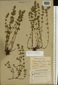 Clinopodium acinos (L.) Kuntze, Eastern Europe, Latvia (E2b) (Latvia)