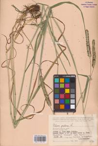 Phleum pratense L., Eastern Europe (no precise locality) (E0)