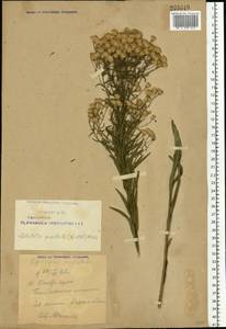 Galatella sedifolia subsp. sedifolia, Eastern Europe, Eastern region (E10) (Russia)