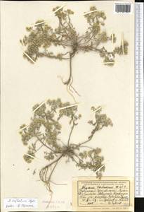 Odontarrhena inflata (Nyár.) D. A. German, Middle Asia, Kopet Dag, Badkhyz, Small & Great Balkhan (M1) (Turkmenistan)