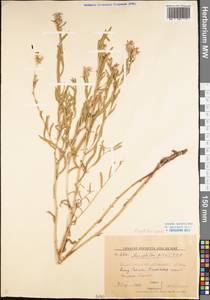 Rhaponticum repens (L.) Hidalgo, Eastern Europe, Lower Volga region (E9) (Russia)