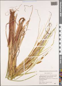 Carex rostrata Stokes, Siberia, Russian Far East (S6) (Russia)