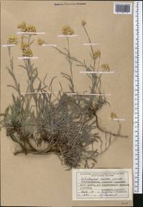 Helichrysum mussae Nevski, Middle Asia, Pamir & Pamiro-Alai (M2) (Tajikistan)