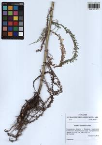 Achillea inundata Kondr., Siberia, Altai & Sayany Mountains (S2) (Russia)