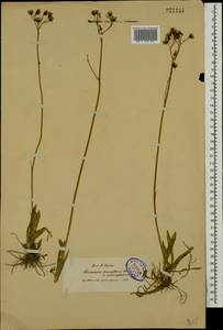 Pilosella piloselloides subsp. praealta (Gochnat) S. Bräut. & Greuter, Eastern Europe, North-Western region (E2) (Russia)