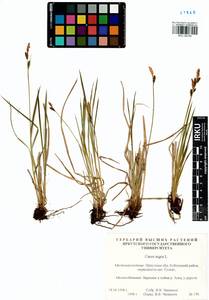 Carex nigra (L.) Reichard, Siberia, Baikal & Transbaikal region (S4) (Russia)