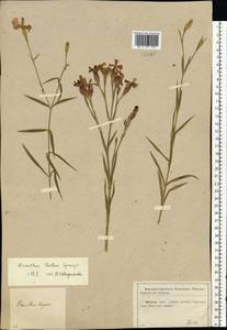 Dianthus chinensis, Eastern Europe, Central region (E4) (Russia)