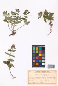 Clinopodium vulgare L., Eastern Europe, Moscow region (E4a) (Russia)