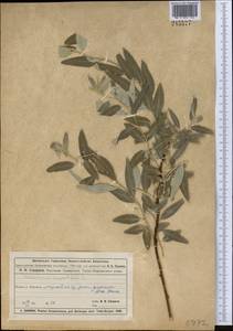 Elaeagnus angustifolia L., Middle Asia, Muyunkumy, Balkhash & Betpak-Dala (M9) (Kazakhstan)