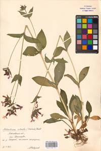 Silene dioica subsp. dioica, Eastern Europe, Moscow region (E4a) (Russia)